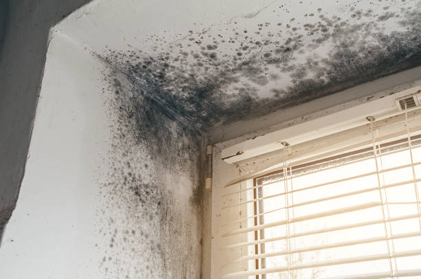 Affordable Mold Cleanup solutions in Cologne, NJ